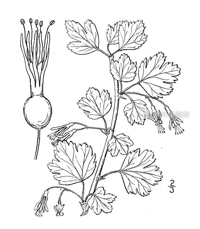 古植物学植物插图:Ribes rotundifolium，东方野生醋栗